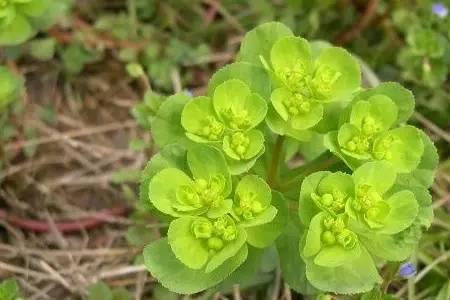 从椅子上站起来猜一种药材名