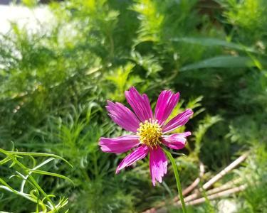 浅秋凉薄花不语风已懂意思