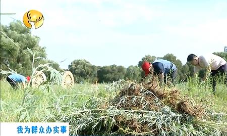 花生地有蒿草怎么打药