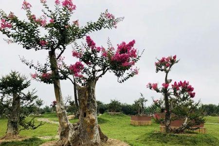 山上怎么辨认野紫薇树