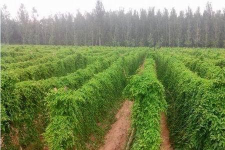 种山药怎么治地下虫