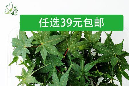 广东枫树什么时候摘叶最好