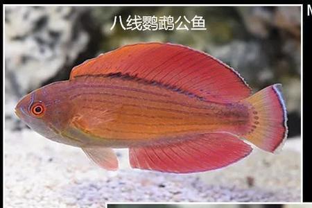 宝石鱼怎样分公母