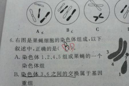 四倍体的配子是几倍体