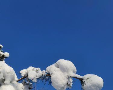 大雪压松枝的成语