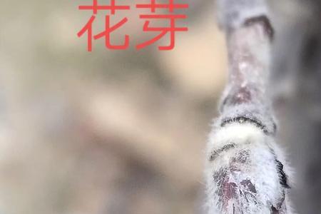 各种果树的花芽类型