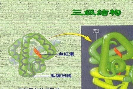 三级结构的种类