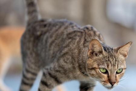 田园四季猫有好处吗