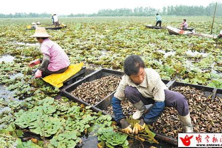 青菱角一亩田产量多少斤