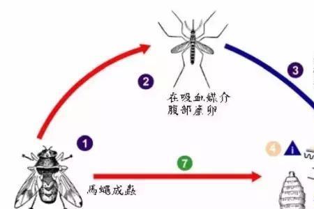 马蝇生长过程