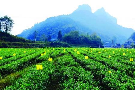 贵旅优品茶叶是什么茶