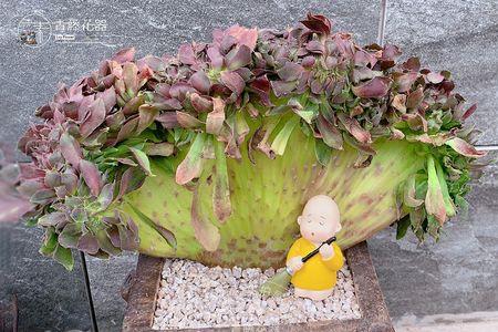 特大口径浅花盆适合种什么植物