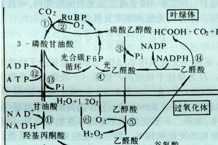 光呼吸在叶绿体的哪里发生