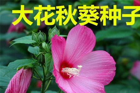 大花芙蓉葵的种子何时结种