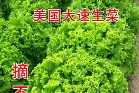 直立孔雀生菜什么时候播种最好