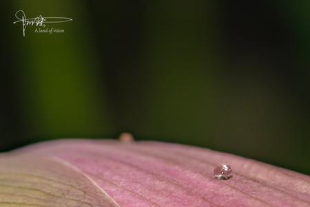 夏天早上几点露水消失