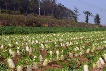 广东白萝卜种植技术