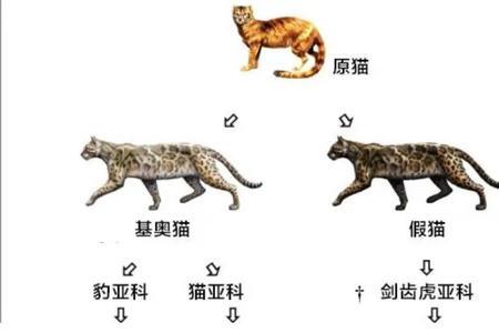 猫科动物的进化历史