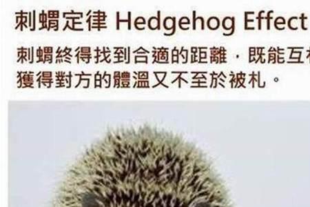 刺猬代表的爱情含义是什么