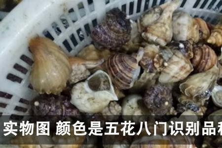 海螺里面的小豆豆是什么