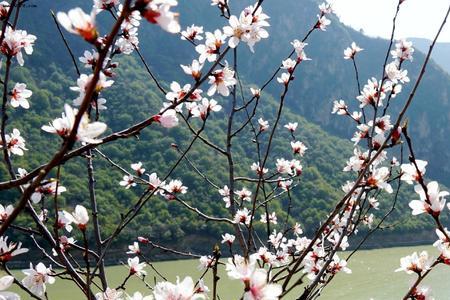 花时如紫云垂地香气袭衣的意思