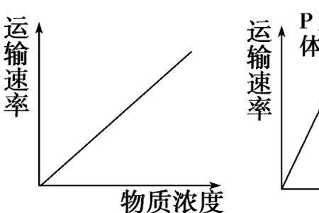 被动扩散与主动转运的异同点