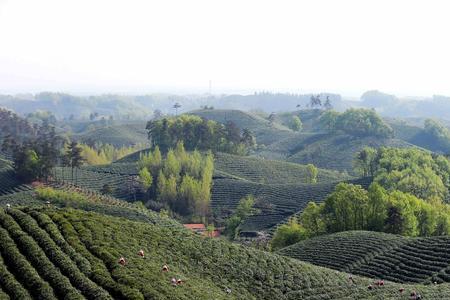 信阳种植茶叶的优势条件是什么