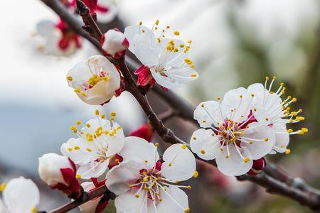 杏花开放是什么春