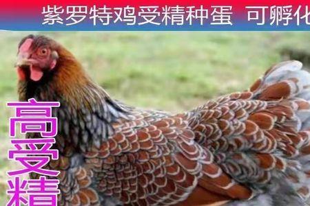 鱼鳞鸡适合北方养殖吗