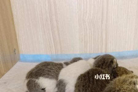 5天的小猫一天拉几次