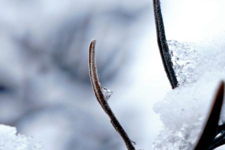 冰雪消融待春来的意思