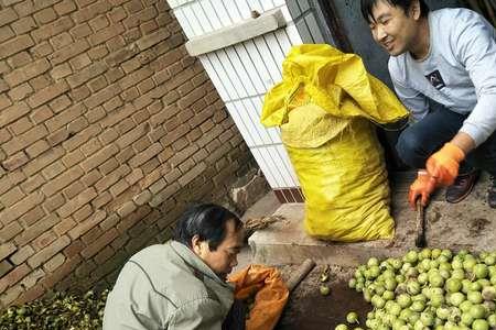 天津核桃成熟时间