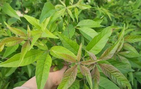 黄荆子能净化空气吗