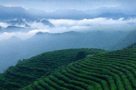 河南中原地区适合种茶不