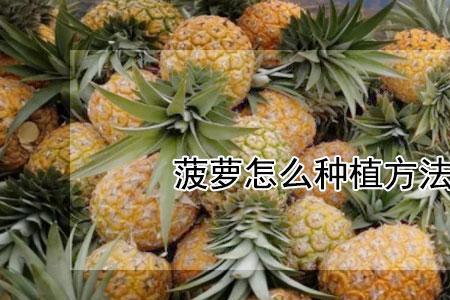 菠萝可以在北方种植吗