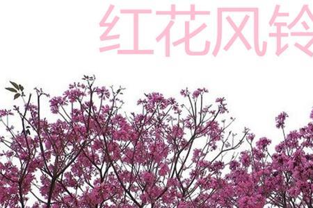 荣华树什么时候开花