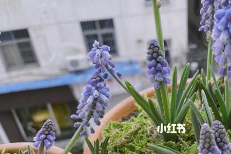 葡萄信使花什么意思