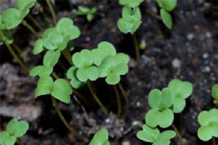 金花菜夏季种植方法与步骤