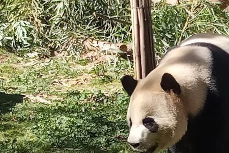 圆通山动物园熊猫馆建好没有