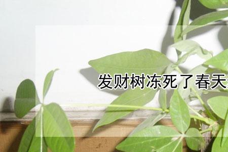 发财树把头剪了不发芽怎么回事