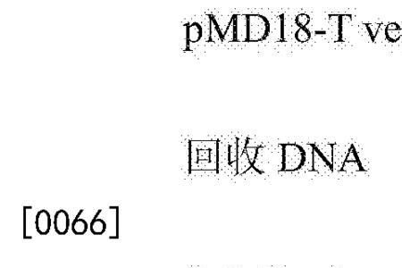 PCR青霉素猪阳性有药打