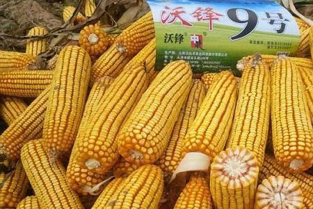 农大22玉米种介绍