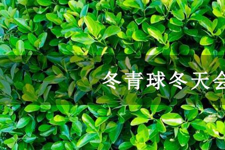 什么植物只能在冬天长