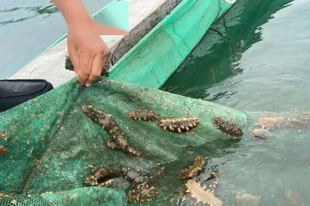 网箱养海参风险大吗