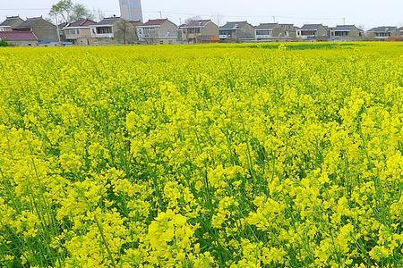 油菜籽从哪来