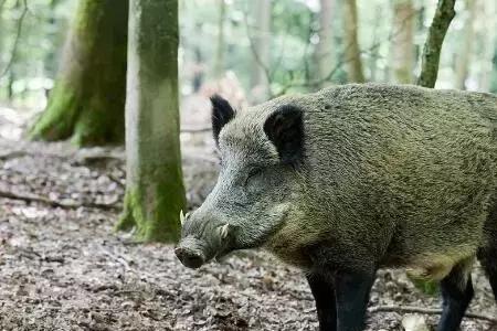 野猪味大怎么去除异味