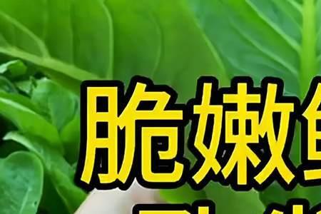 孔雀菜功能介绍