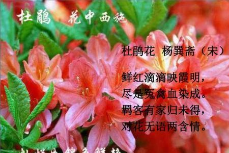 带血字的花有哪些