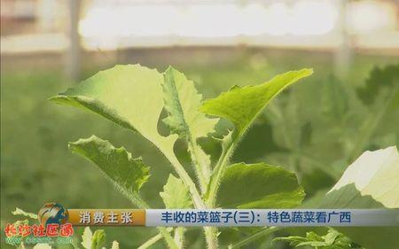 广西青菜有哪些