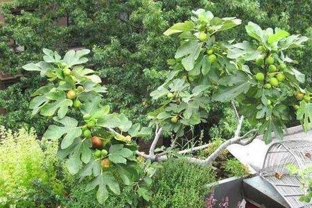 室外地栽无花果一开春能浇水吗